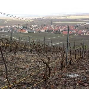 La taille des vignes ( terroir de Chamery)
