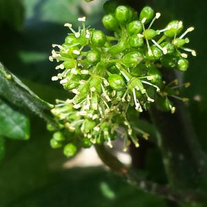 La fleur de la vigne