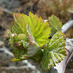 Les premières feuilles s'étalent
