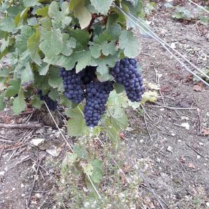  Belle grappes de Pinot Meunier( Ecueil - la Montagne - Vendange 2016)